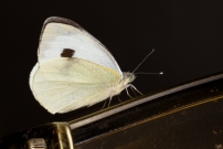 La Piride du chou. Une femelle (Lpidoptre - Pieridae - Pieris brassicae)